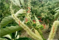 崩铁藿藿最新爆料,揭秘游戏背后不为人知的秘密